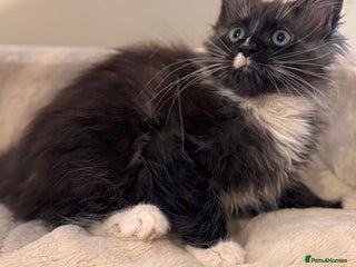 Maine Coon cats Last Two Lovely Maine Coon Kittens For Sale - Advert 2