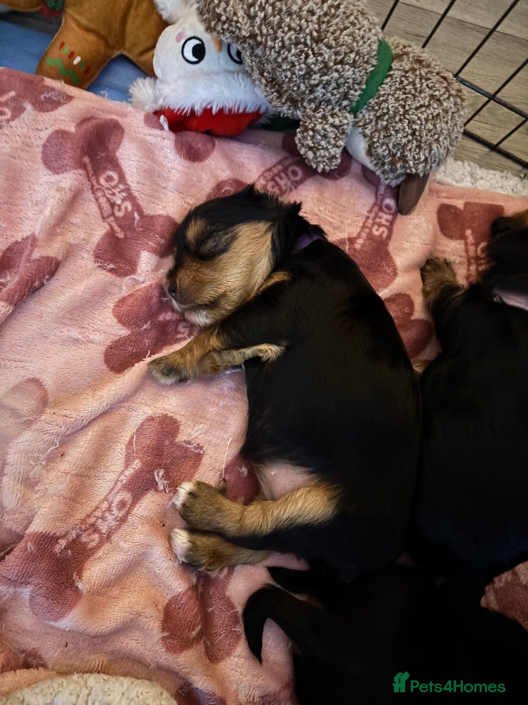 Yorkshire Terrier dogs for sale: Yorkie Pups ready from 7th Feb 1 boy 1 girl, - Advert 4