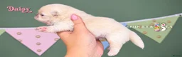 Pekingese dogs for sale: Cream girl kc licensed breeder health tested  - Advert 7