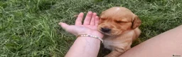Golden Retriever dogs for sale: Four Golden Retriever Puppies Ready To Leave in London - Advert 3