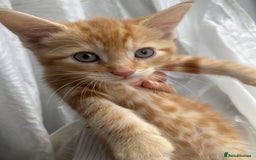 Mixed Breed cats for sale: 4 ginger & 1 tabby kittens - Image 5