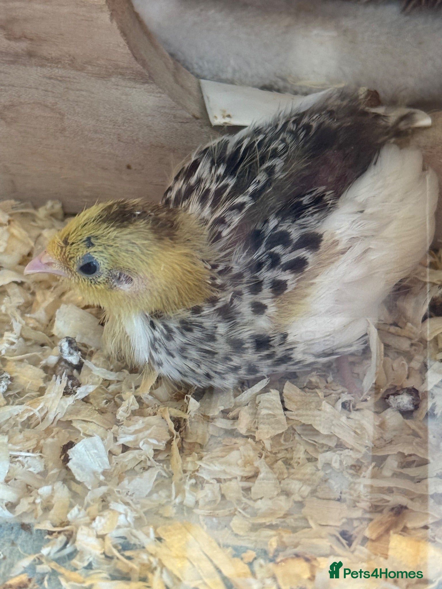 Quail poultry Button quails  - Advert 17