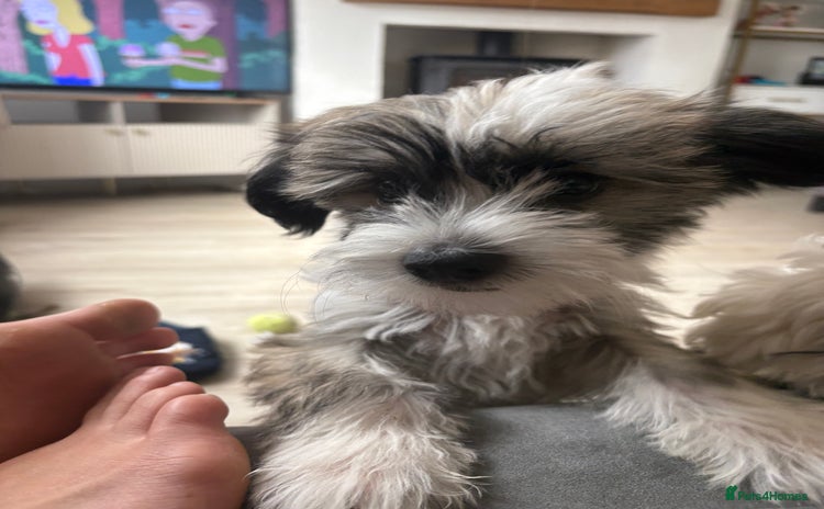 Chinese Crested dogs - Advert 1