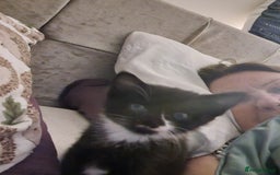 British Shorthair cats for sale: Black and white kittens and one black - Image 4