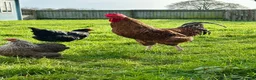 Chickens poultry for sale: Cupcake the Cockerel - Mixed Breed  - Advert 5