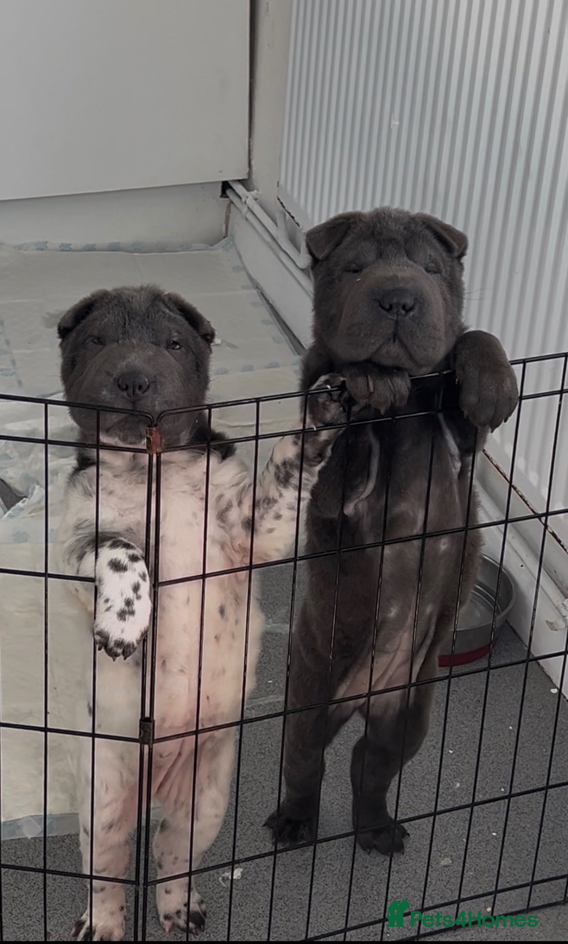 Shar Pei dogs Kc registered shar pei 2 girls left - Advert 6