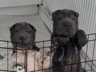 Shar Pei dogs Kc registered shar pei 2 girls left - Advert 6