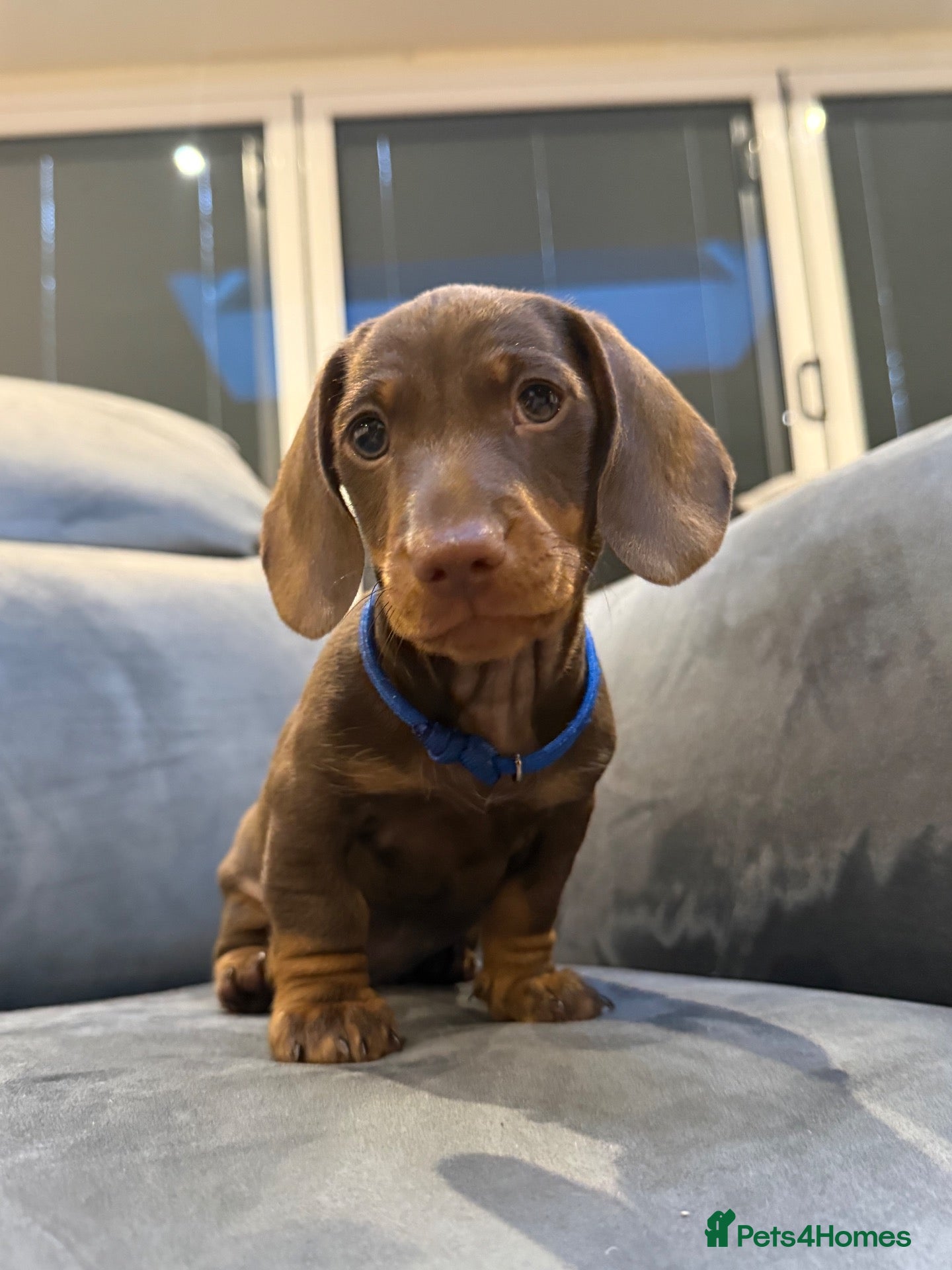 Miniature Dachshund dogs Ready now One Absolutely stunning boy left  - Advert 1