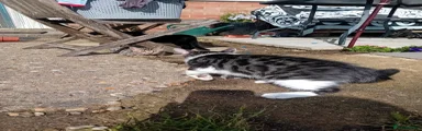 Mixed Breed Kitten 2