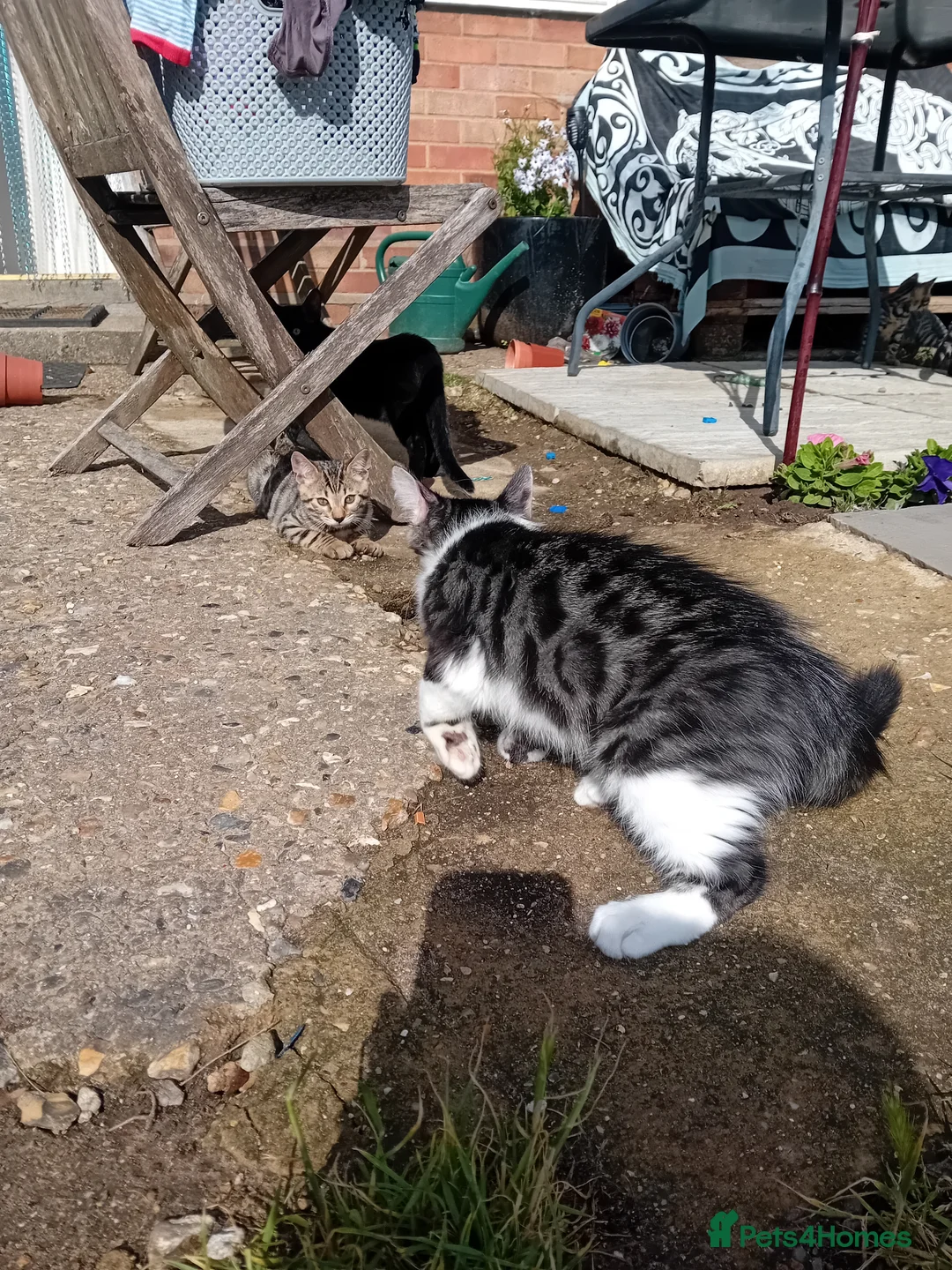 Mixed Breed cats for sale: 🐾 Four Gorgeous Bengal Cross Male Kittens 🐾 - Advert 1