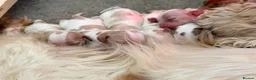 Cocker Spaniel dogs for sale: Cocker Spaniel Puppies–Timeless Charm&Sweet Nature in Bristol - Advert 3