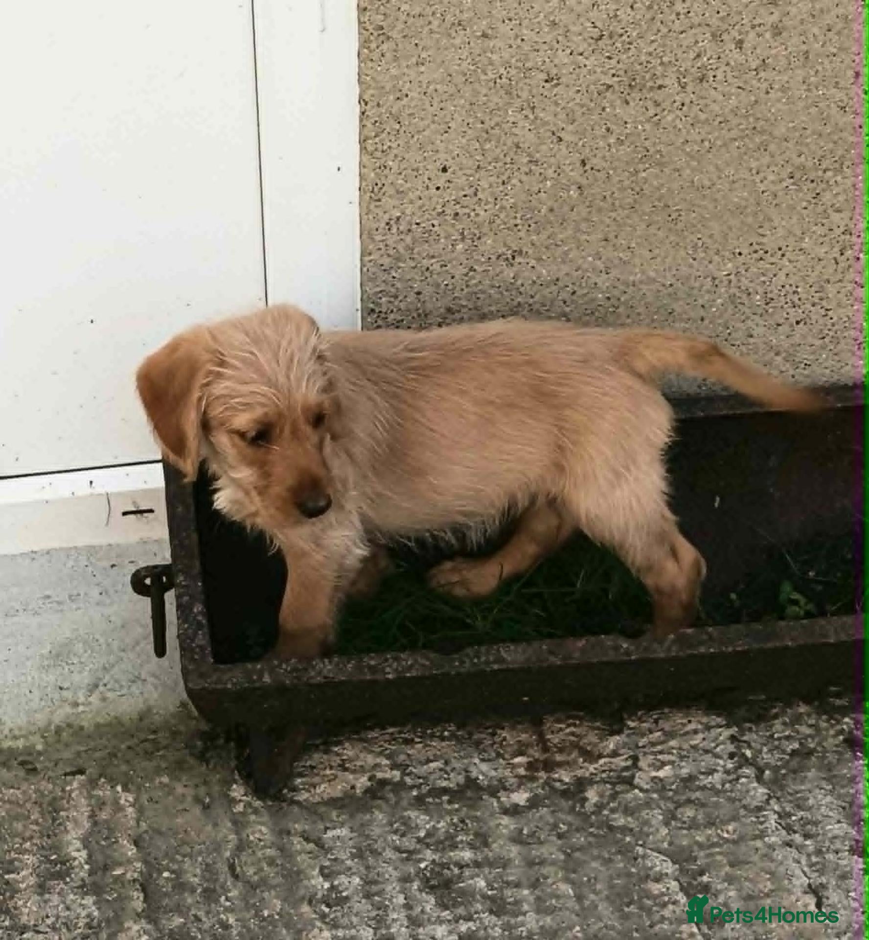 Labradoodle dogs GOLDEN MINIATURE LABRADOODLE  5* LICENCED BREEDER. - Advert 10