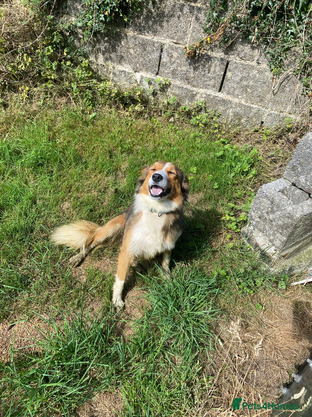 Mixed Breed dogs for sale: Beautiful Welsh Collie x Border Collie Puppies - Advert 29