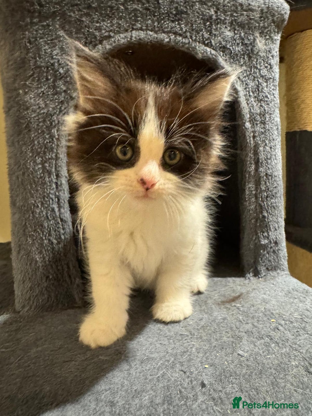Maine Coon cats for sale: 🐾 Ragdoll × Maine Coon Kittens 🐾 - Image 27