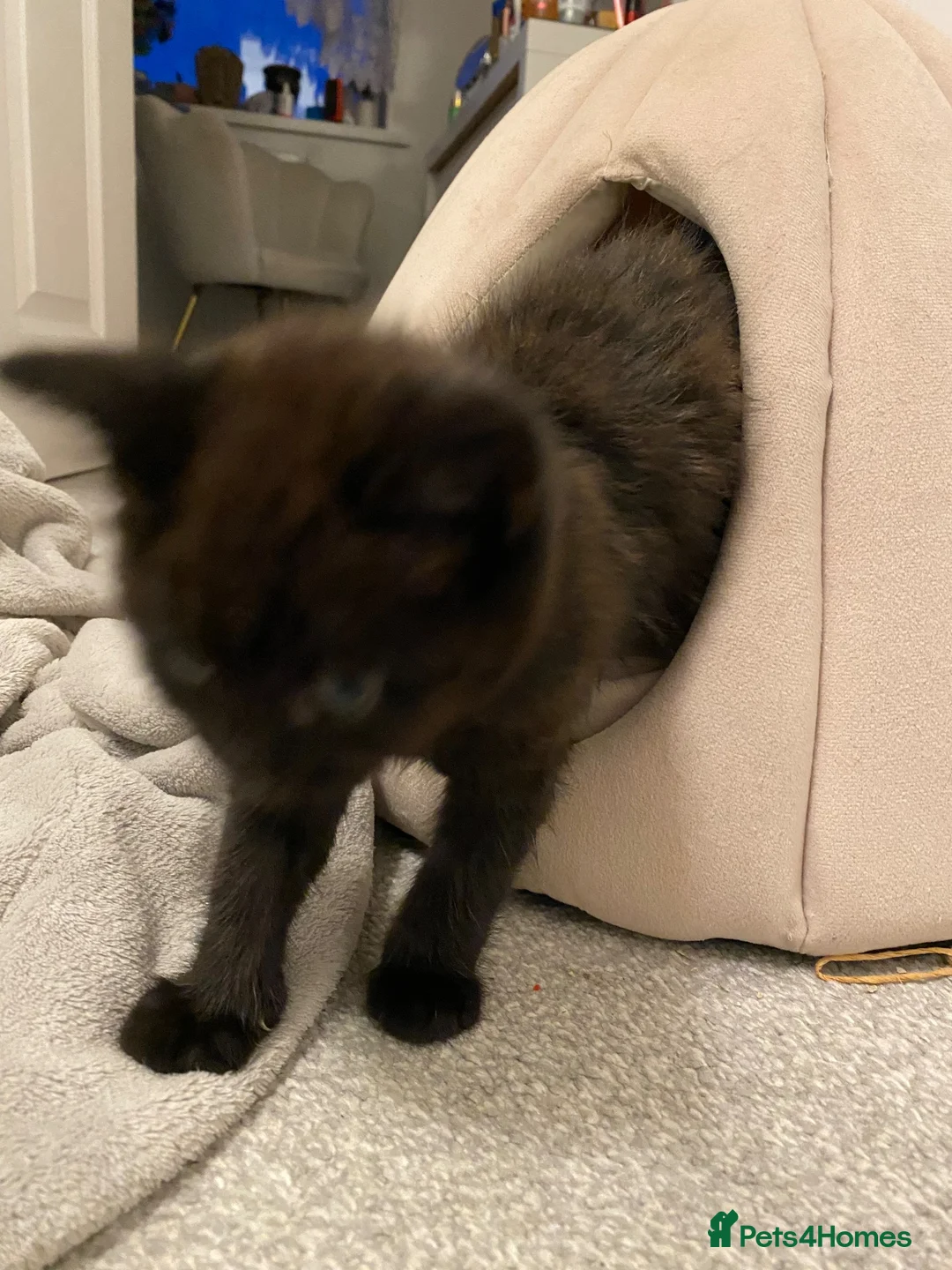 Mixed Breed cats for sale: 3 cats  in Boston - Advert 1