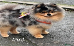 Pomeranian dogs for sale: Pedigree Pomeranian puppies for sale - Advert 11