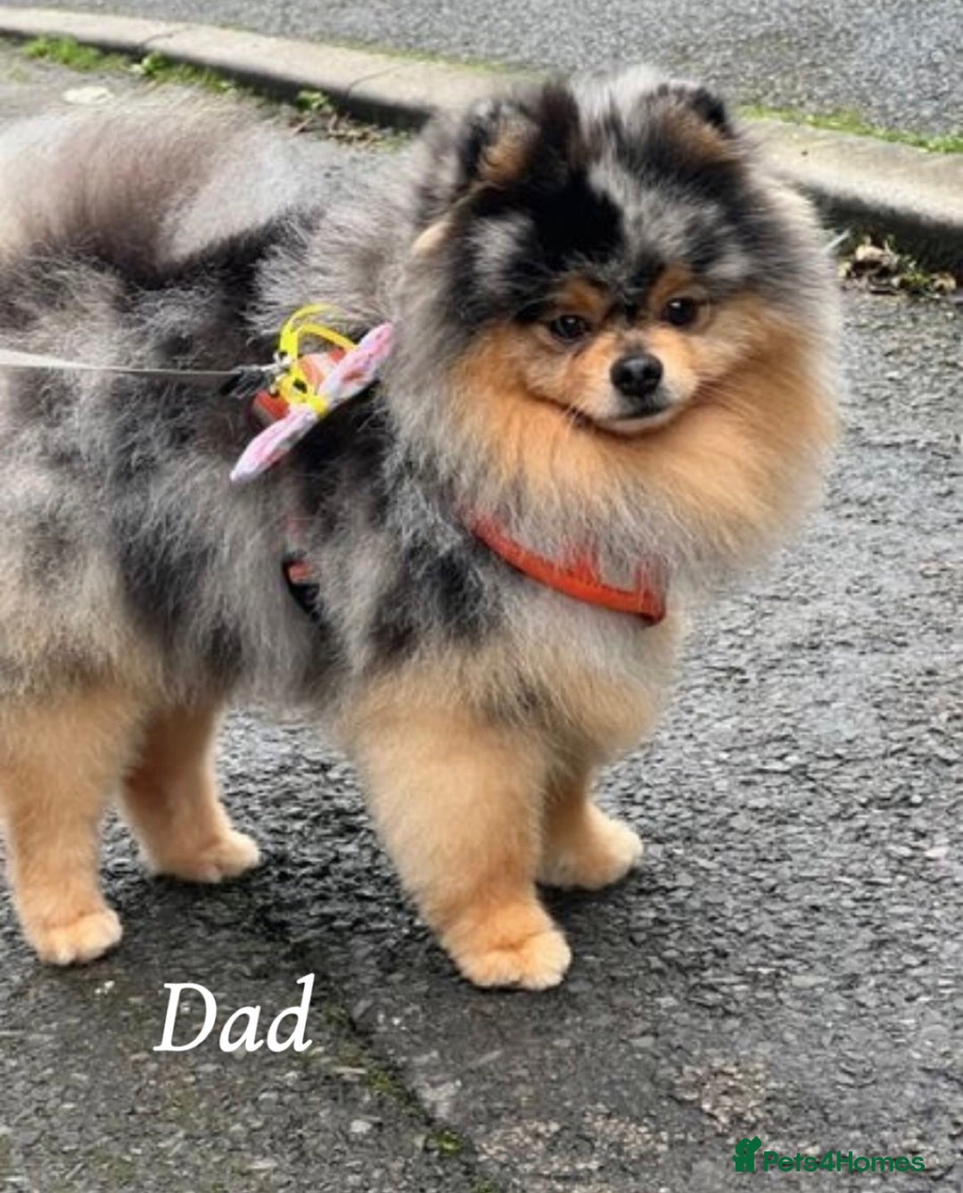 Pomeranian dogs for sale: Pedigree Pomeranian puppies for sale - Advert 11