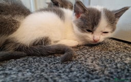 RagaMuffin cats for sale: 3 grey and white female kittens  - Image 21