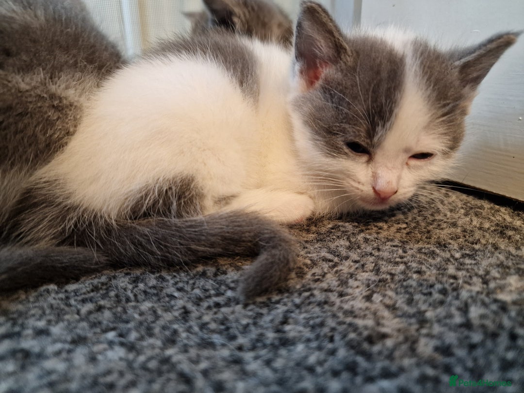 RagaMuffin cats for sale: 3 grey and white female kittens  - Image 21