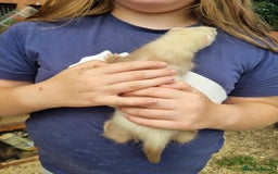 Ferret rodents for sale: Quater ferret kits - Image 7