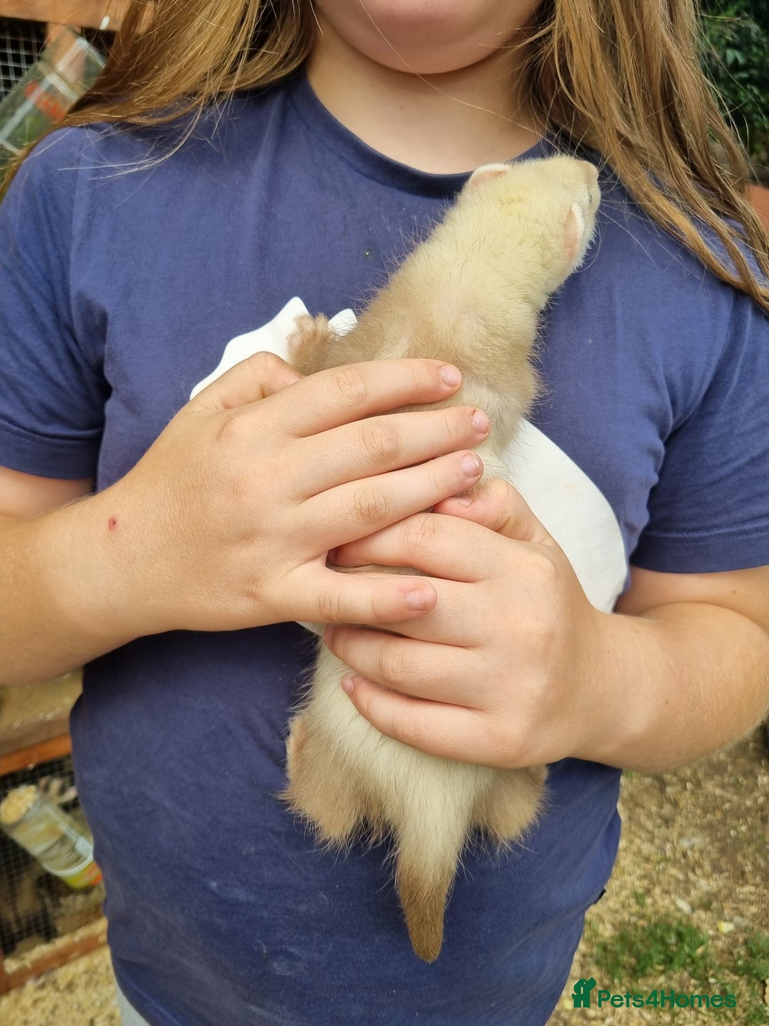 Ferret rodents for sale: Quater ferret kits - Image 7