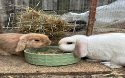 Mini Lop rabbits for sale: Two bonded bunnies - Image 4