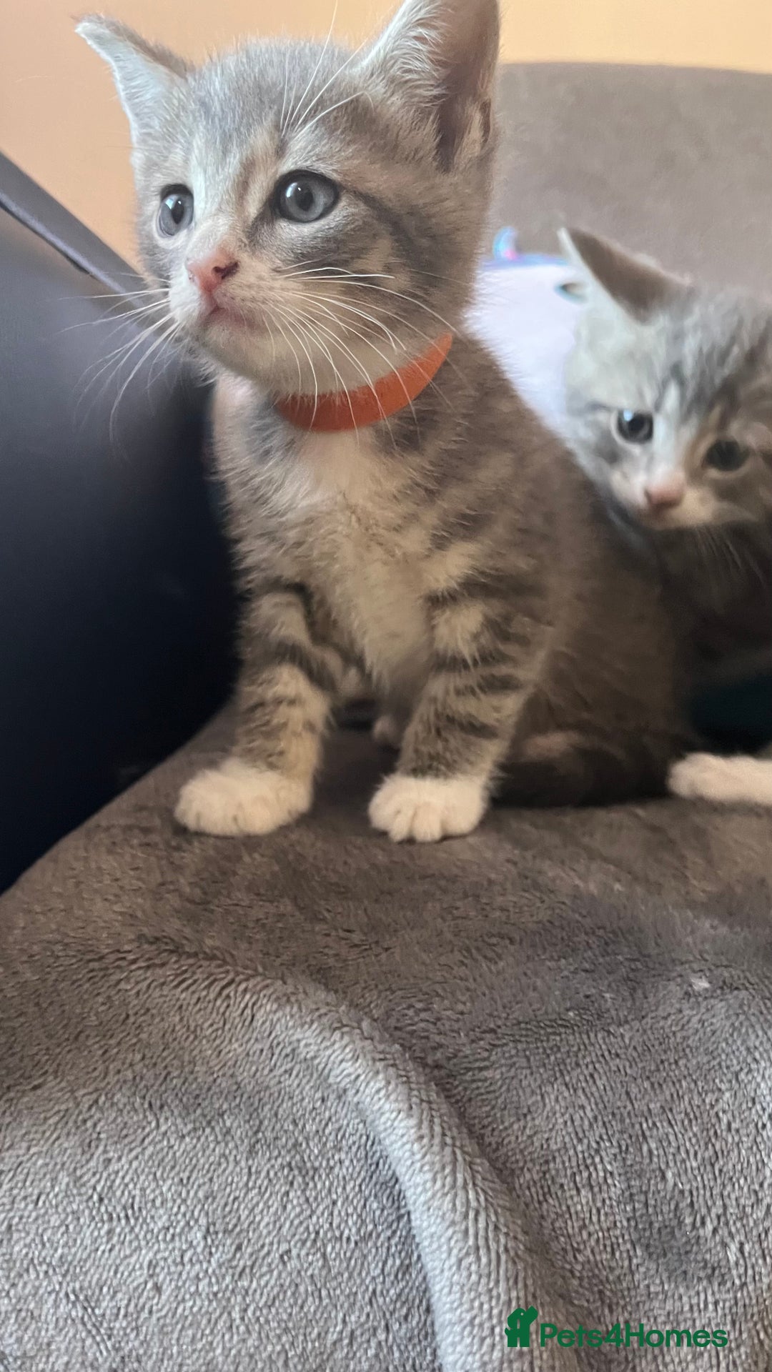 Mixed Breed cats for sale: Kittens - Image 13