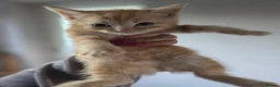 Mixed Breed cats for sale: Ginger Tabby Kittens - Advert 14