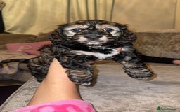 Cockapoo dogs for sale: black sable cockapoo girl  - Advert 38