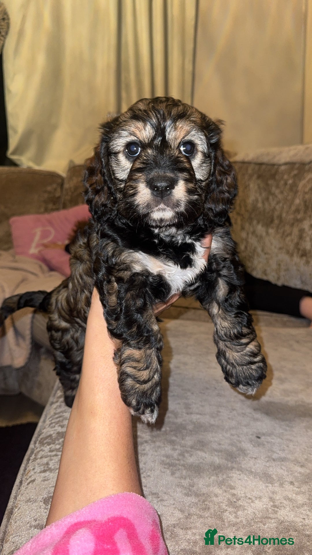 Cockapoo dogs for sale: black sable cockapoo girl  - Advert 38
