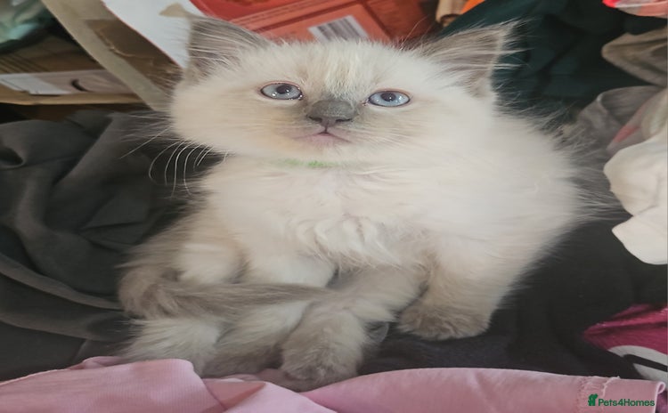Ragdoll cats - Advert 14