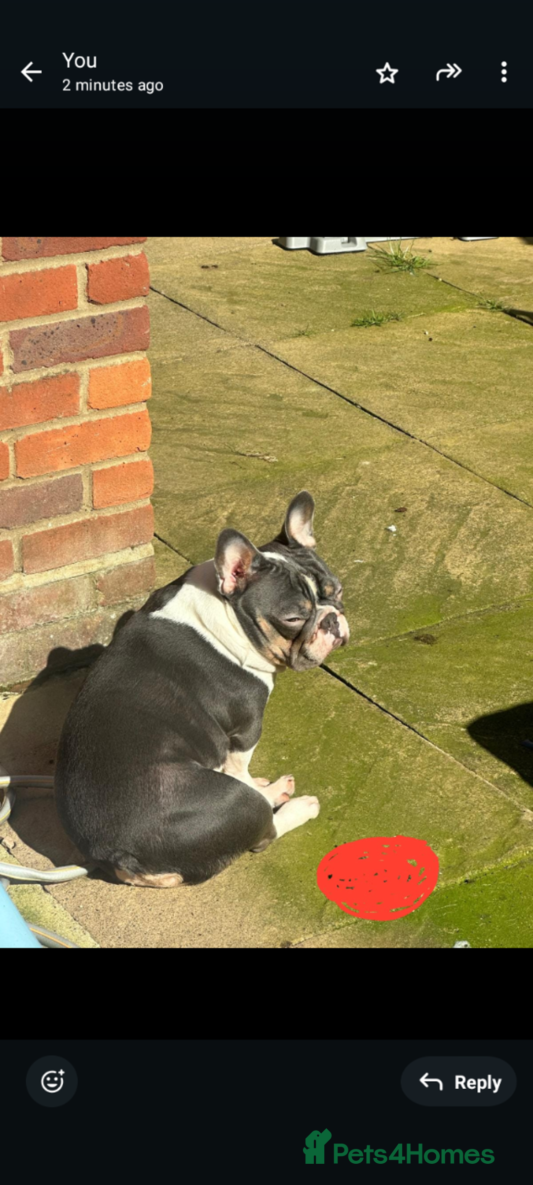 French Bulldog dogs for sale: Introducing the lovely Marley Bear - Image 2