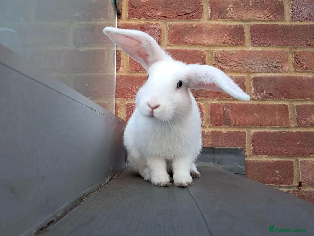English Lop rabbits for sale: £35 Female Baby rabbit for sale in Hayes - Advert 6