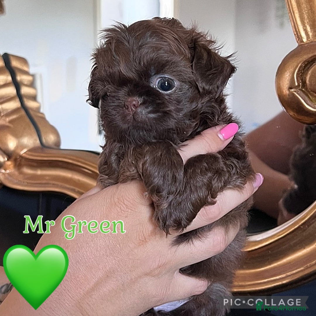 Shih Tzu dogs for sale: Stunning KC chocolate imperial Shihtzu puppies - Image 39
