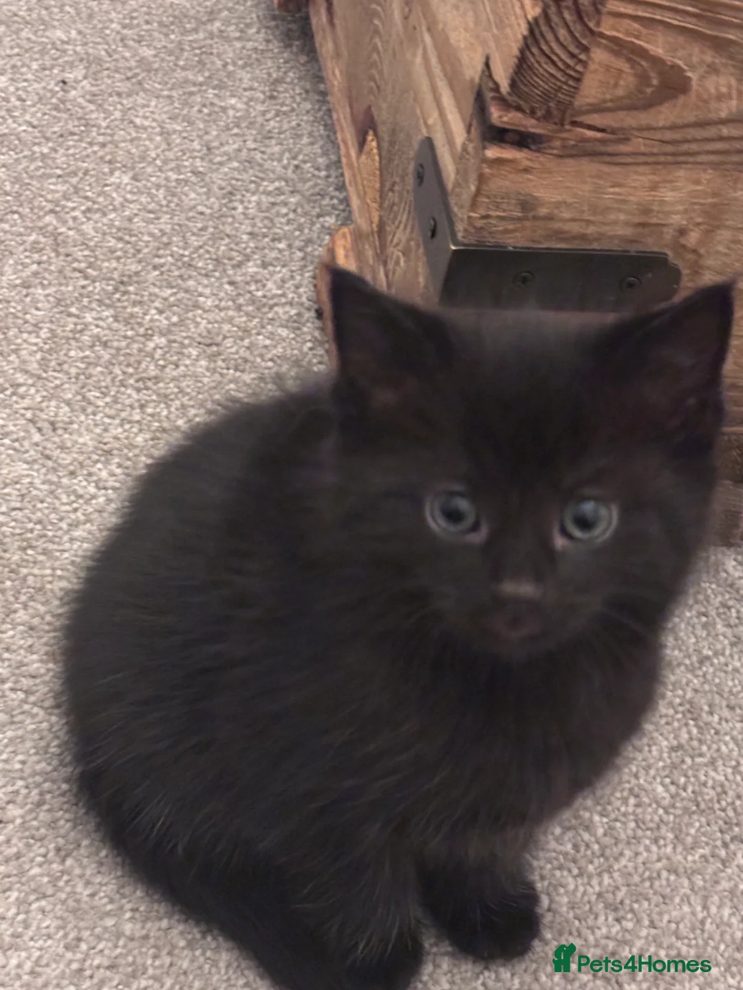 Mixed Breed cats for sale: Gorgeous moggy kittens for sale  - Advert 16