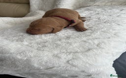 Labrador Retriever dogs for sale: KC Registered Fox Red Labrador puppies - Image 13