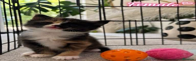 Calico Female