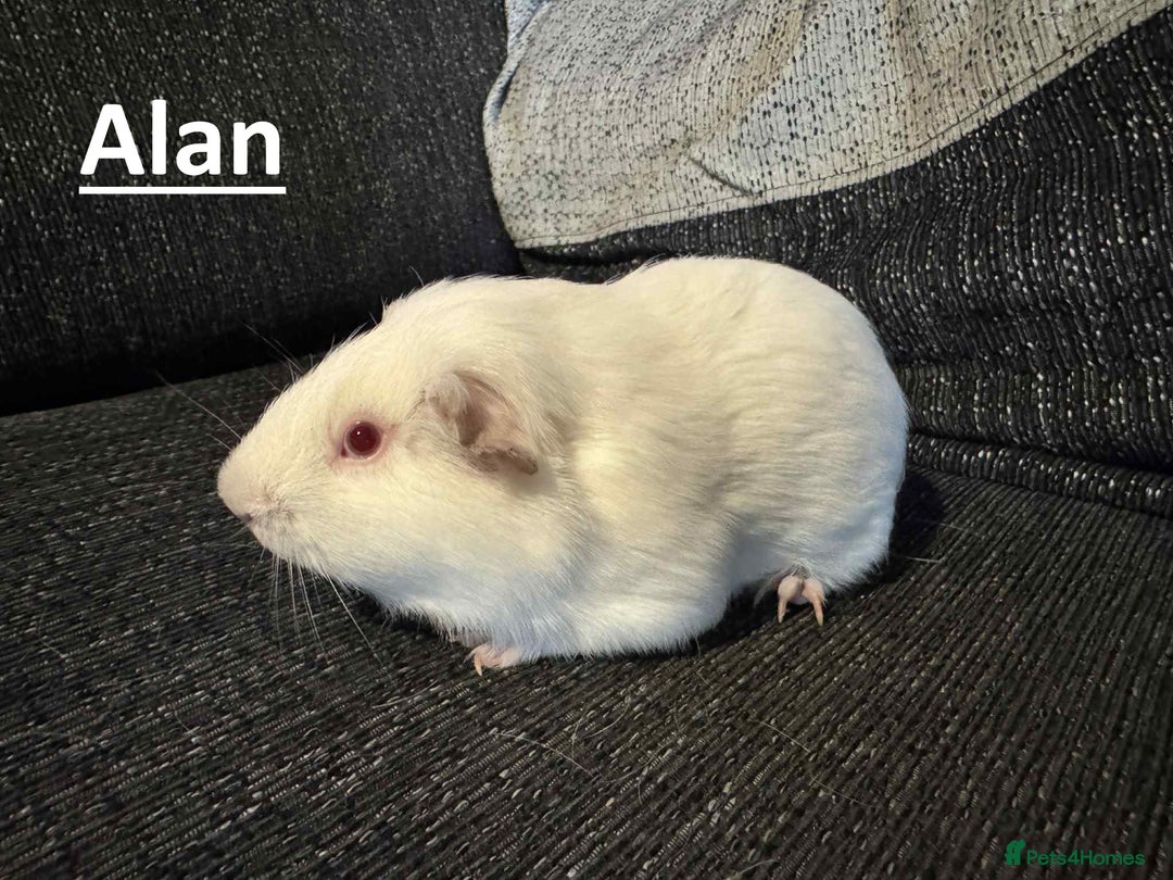 Guinea Pig rodents for sale: Male Guinea Pigs - Image 2