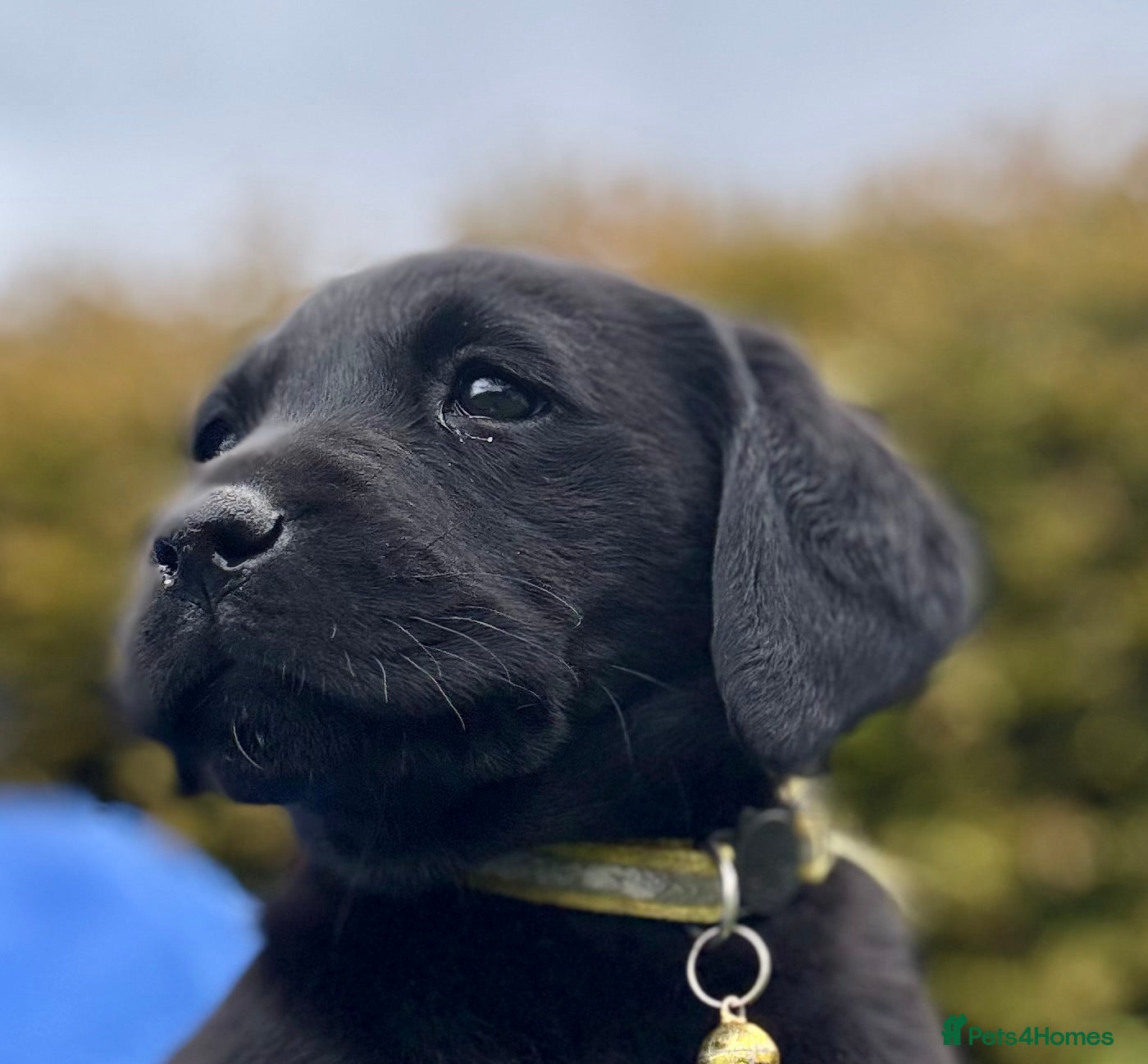 Labrador Retriever dogs for sale: Super RKC black lab girls!  - Advert 10