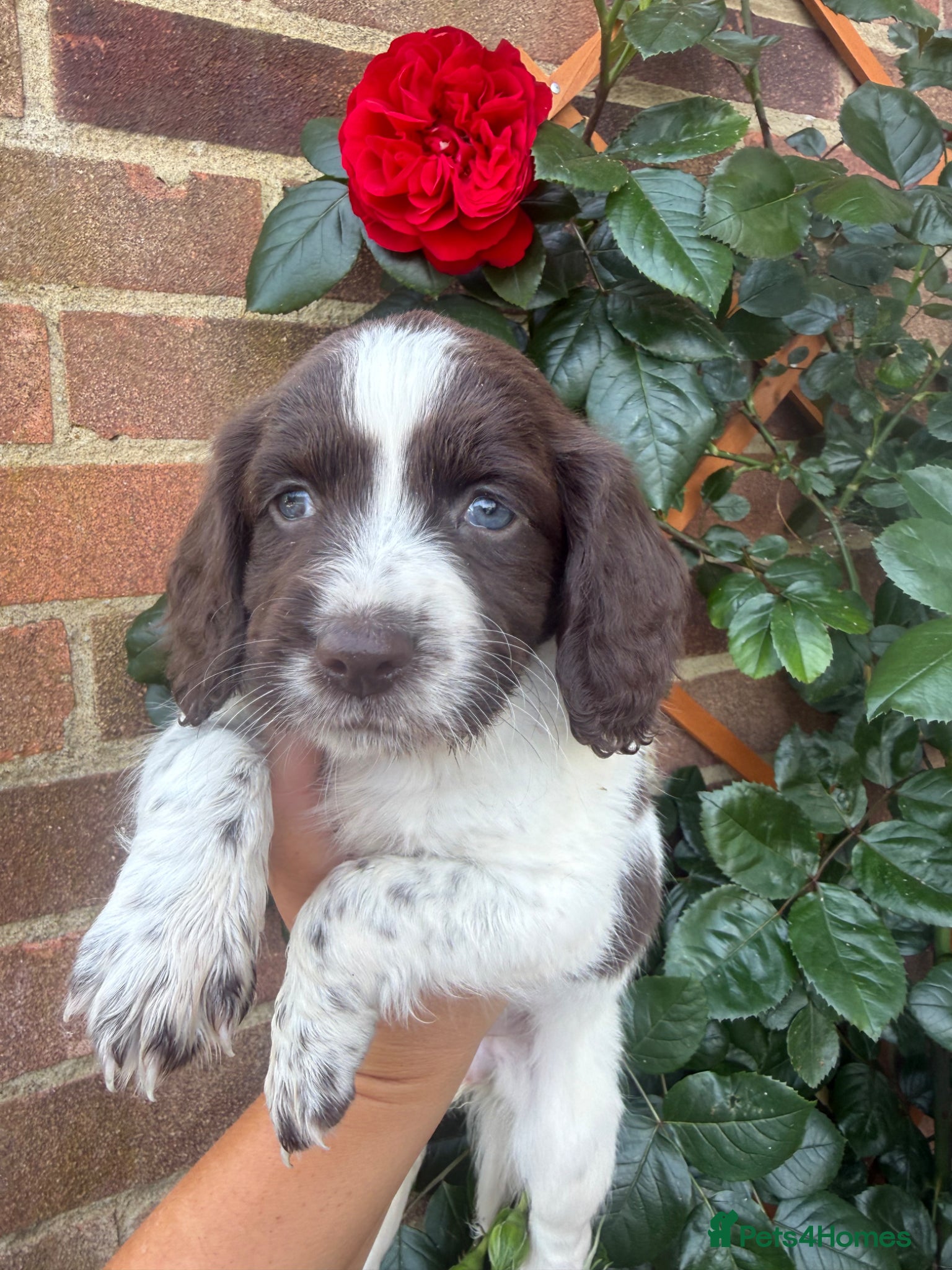 Mixed Breed dogs Sproodle Puppys for sale  - Advert 2
