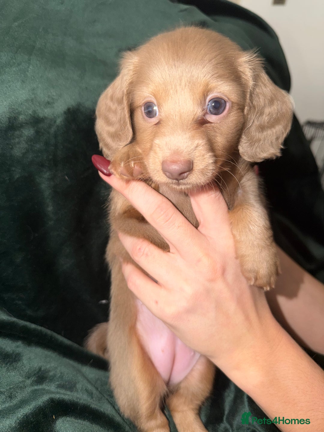 Miniature Dachshund dogs for sale: Fluffy Miniature Dachshund - Advert 6