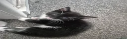 Mixed Breed cats for sale: Cute adorable female kitten - Advert 6