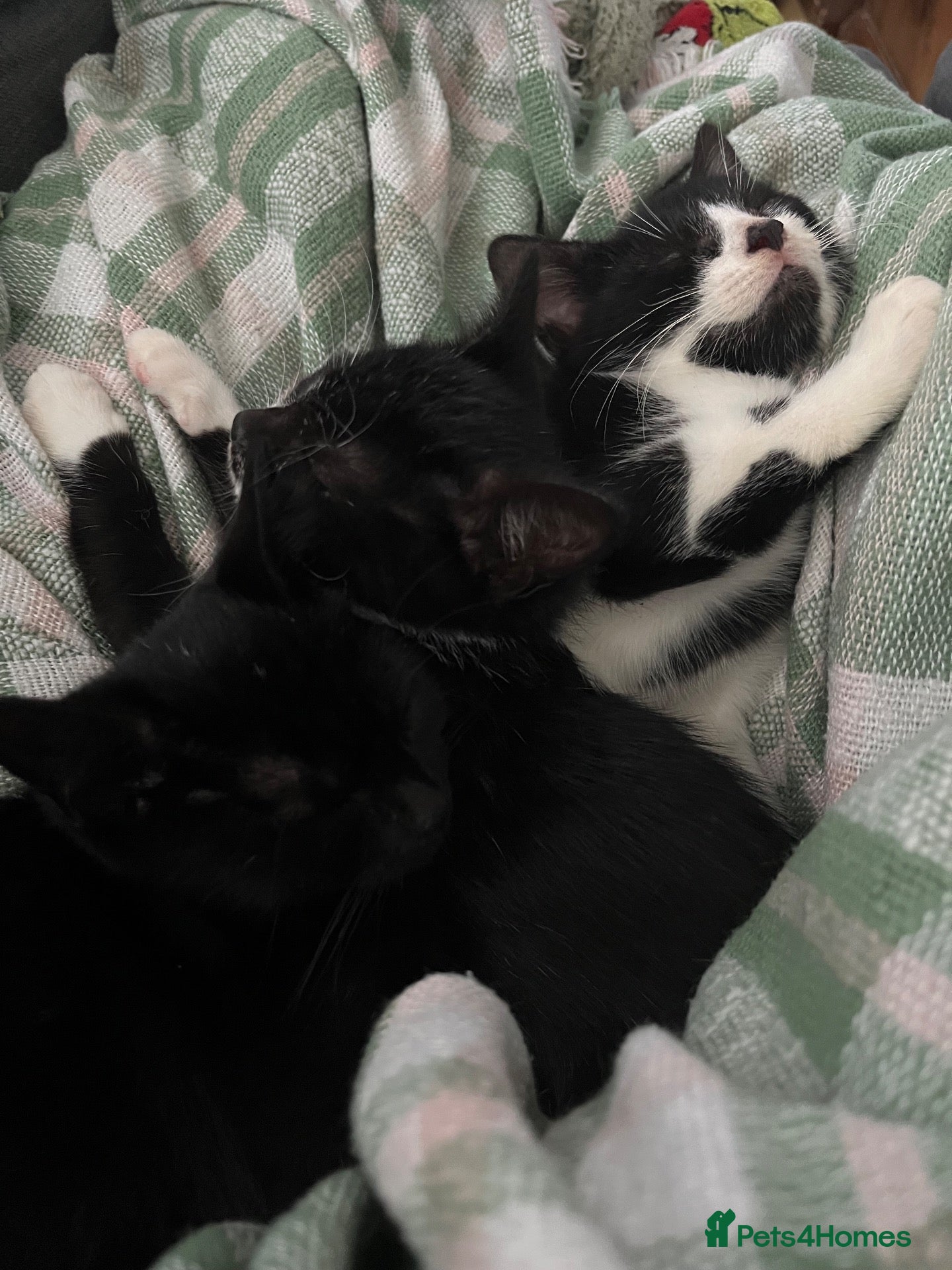 Mixed Breed cats 4 Adorable Kittens For Sale - Advert 1