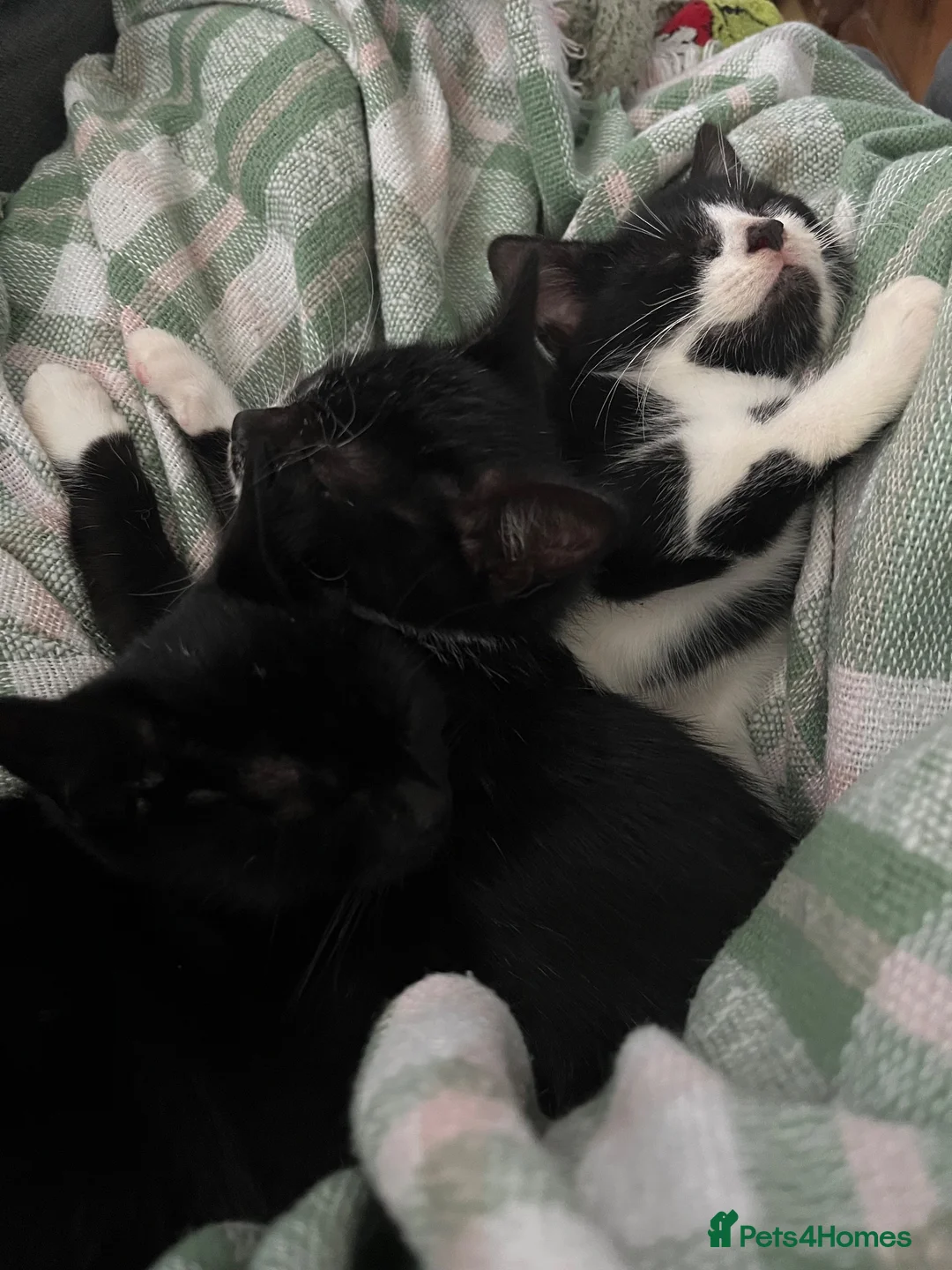 Mixed Breed cats for sale: 4 Adorable Kittens For Sale in Ilkeston - Advert 1
