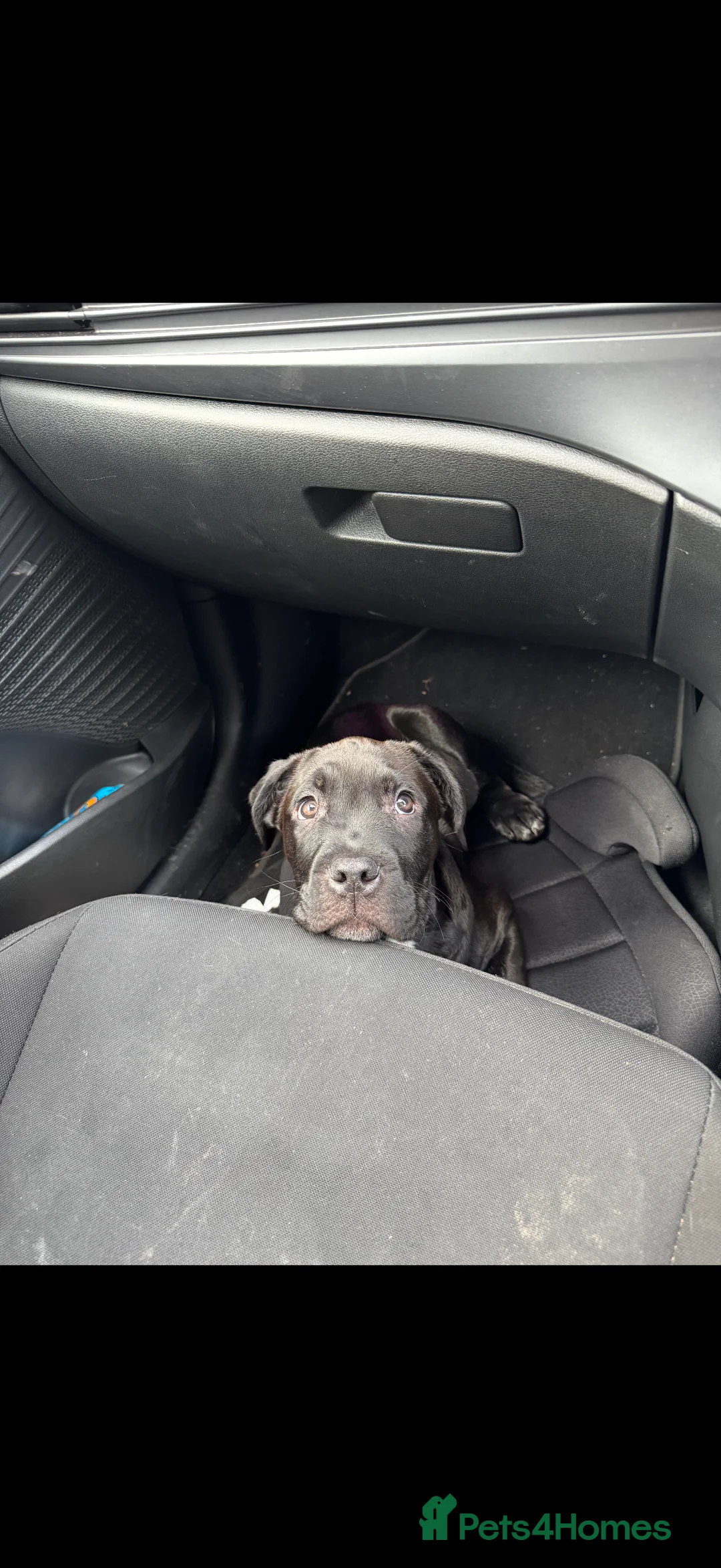 Cane Corso dogs for sale: Cane corso puppy- Cali - Advert 6