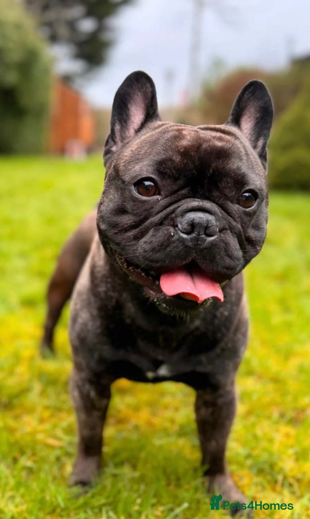 French Bulldog dogs for sale: 3 year old french bulldog male - Advert 1