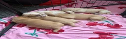 Labrador Retriever dogs for sale: 5 chunky yellow  Labradors  - Advert 15