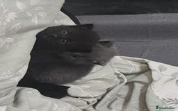 Mixed Breed cats for sale: 3 Beautiful Norwegian Forest X Kittens for sale. - Advert 11