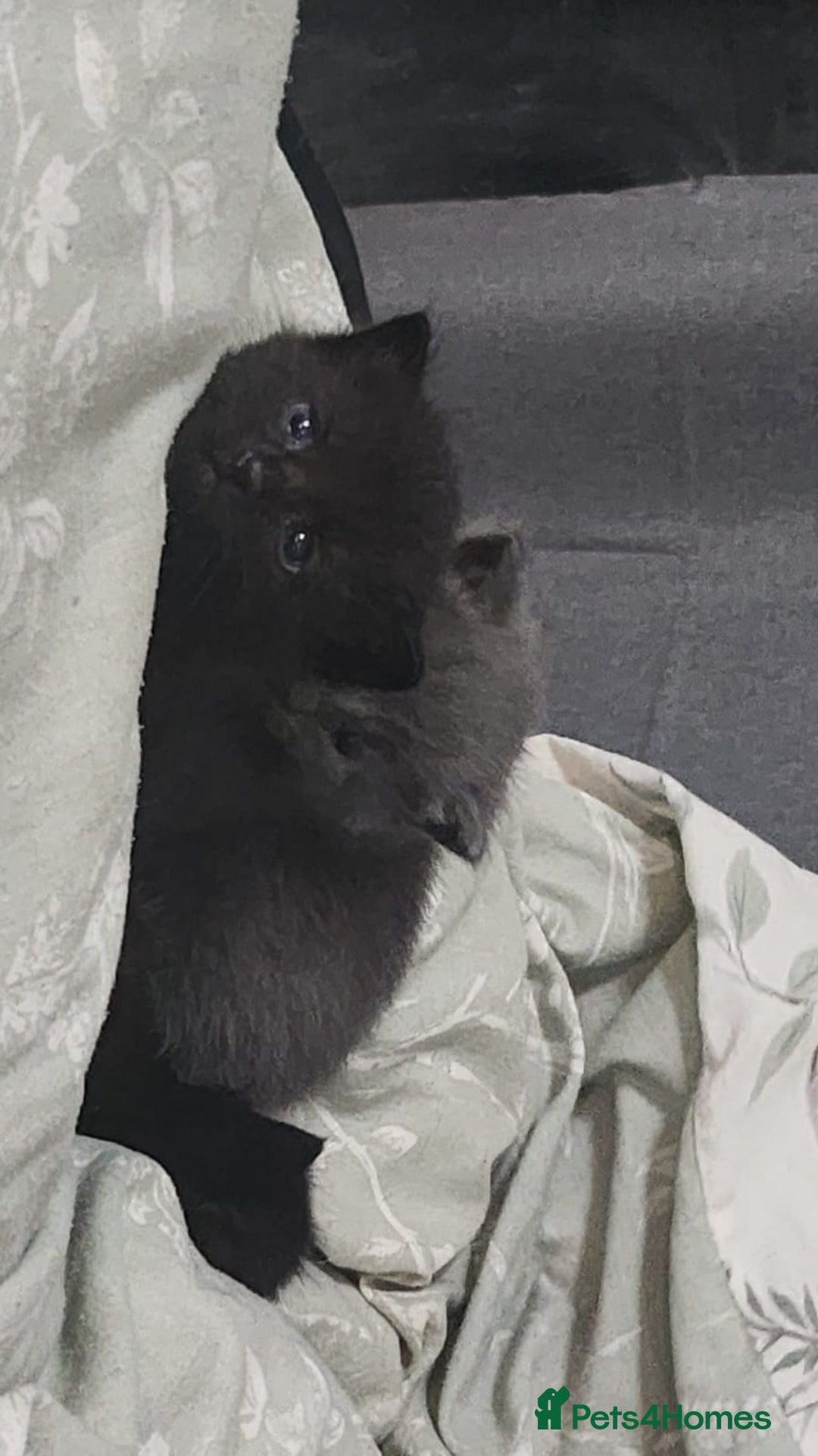 Mixed Breed cats for sale: 3 Beautiful Norwegian Forest X Kittens for sale. - Advert 11