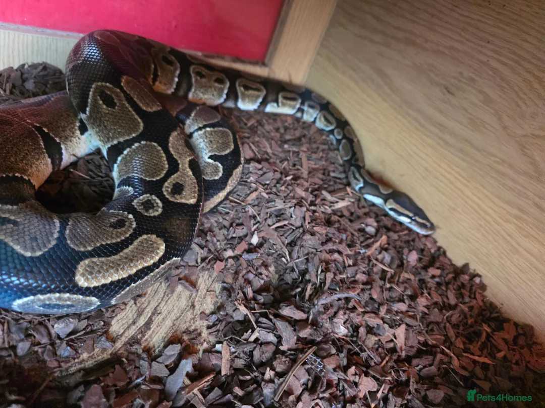 Python Snake reptiles for sale: Alexander  in Lydney - Advert 3